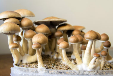 Growing Your Own Mushrooms
