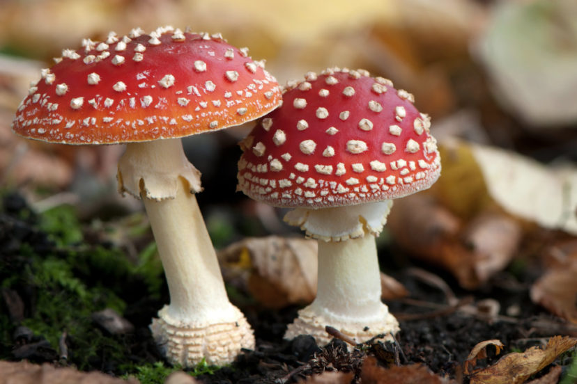 The Most Common Types Of Poisonous Mushrooms